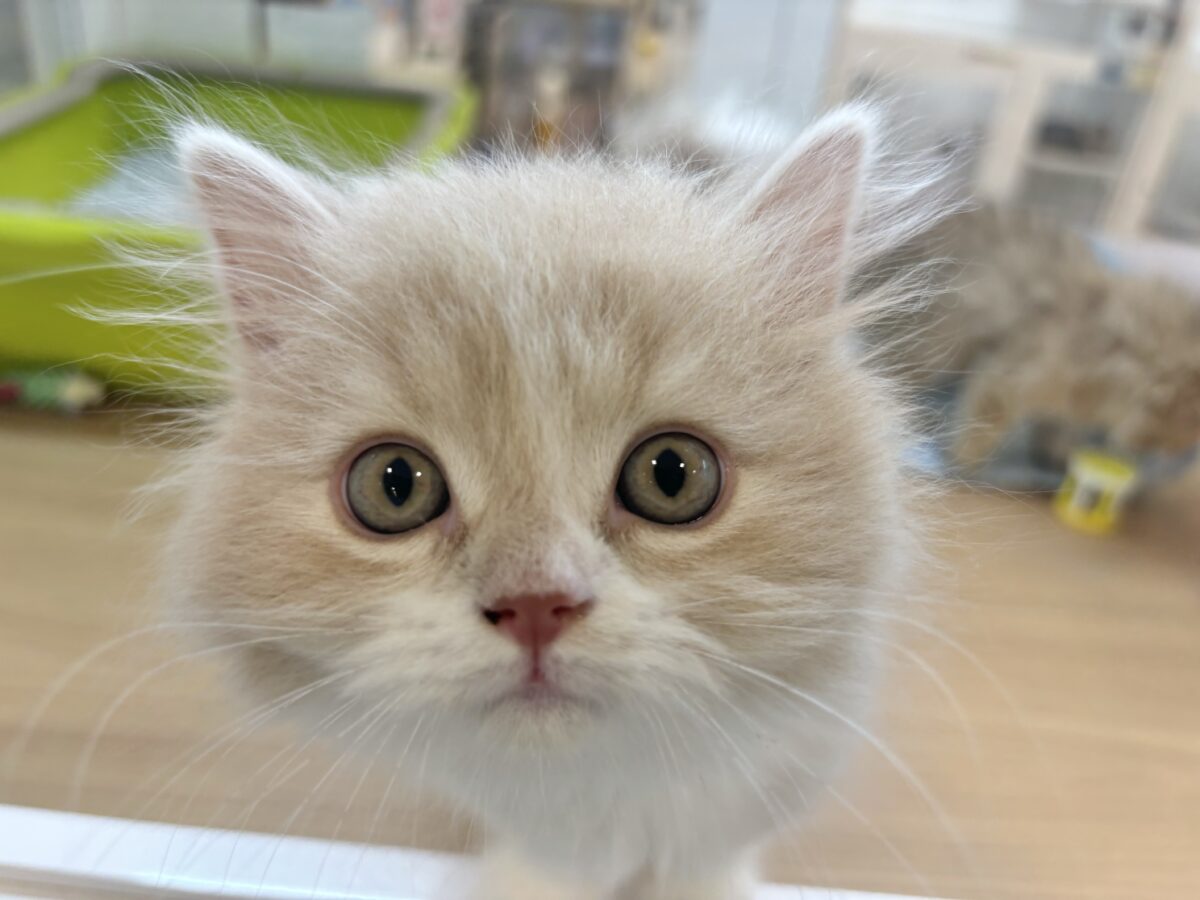 甘え方がとんでもない!?スコティッシュフォールドくん! スコティッシュフォールド