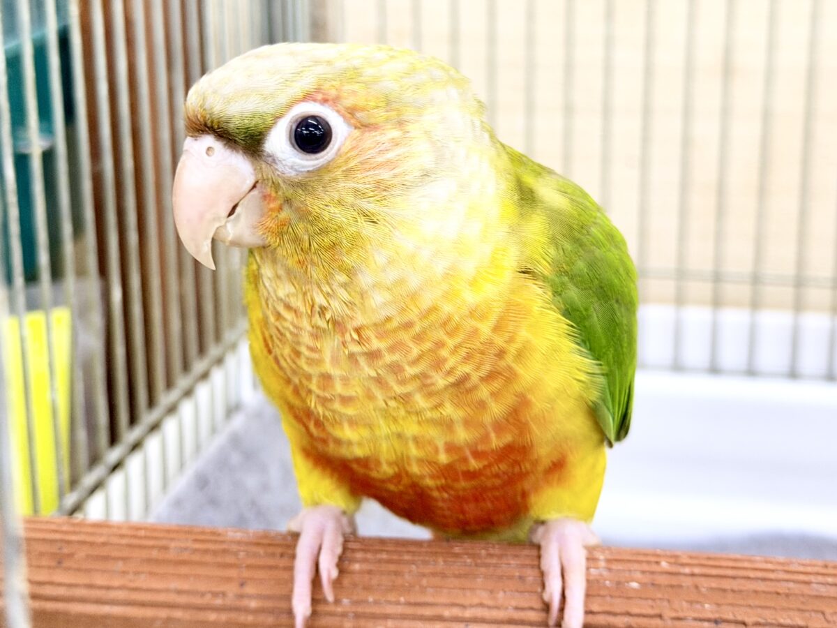 1人遊びだって上手に出来ちゃうんだよ~( *¯ ꒳¯*)エッヘンウロコインコのパイナップル🍍❤️ ホオミドリウロコインコ