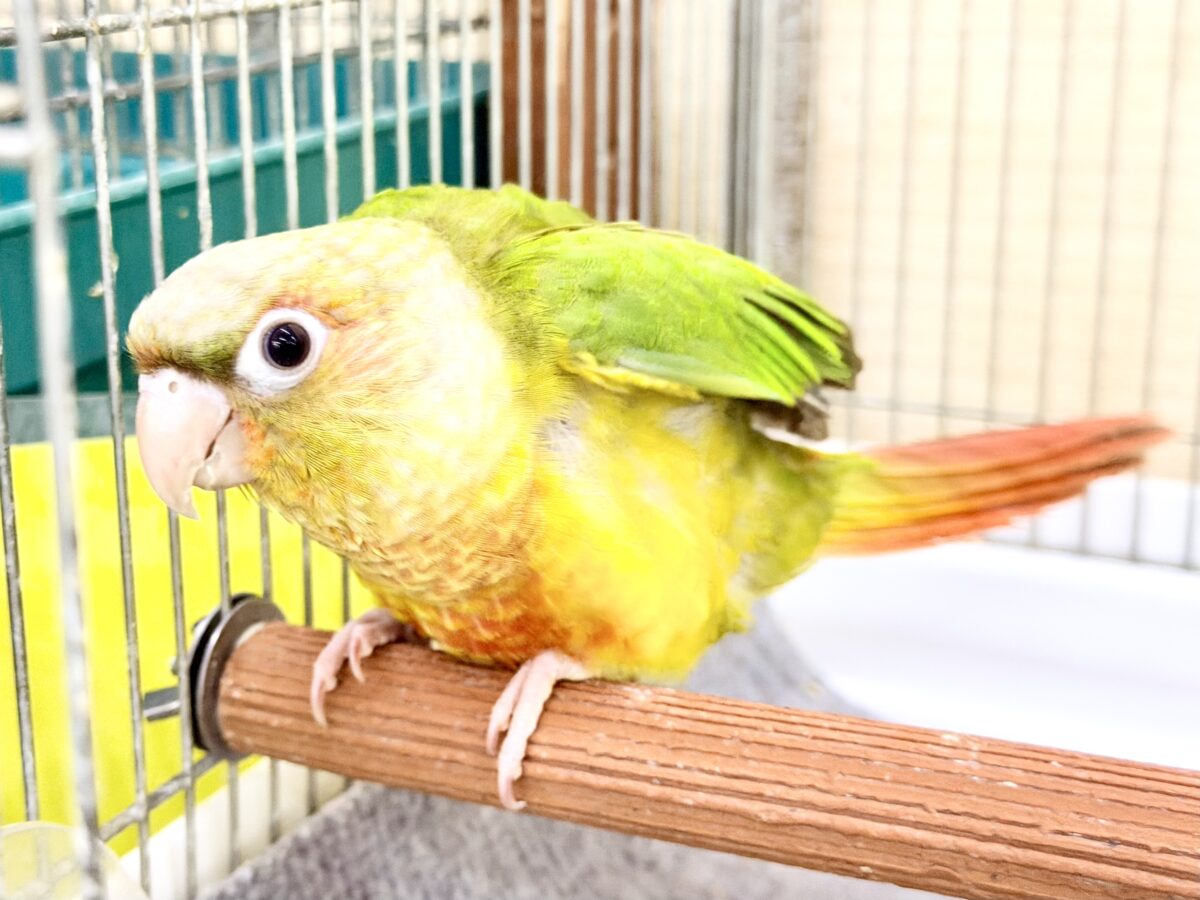 1人遊びだって上手に出来ちゃうんだよ~( *¯ ꒳¯*)エッヘンウロコインコのパイナップル🍍❤️ ホオミドリウロコインコ