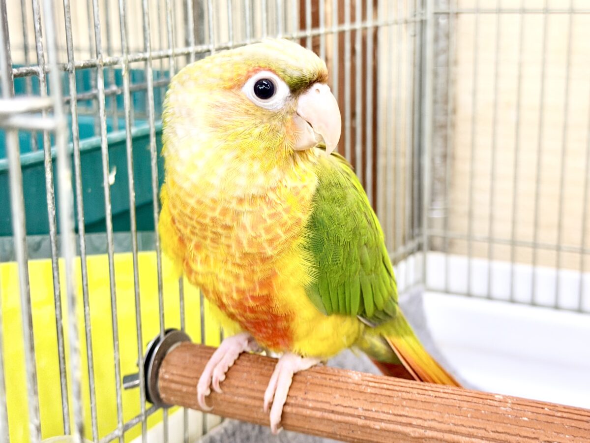 ホオミドリウロコインコ