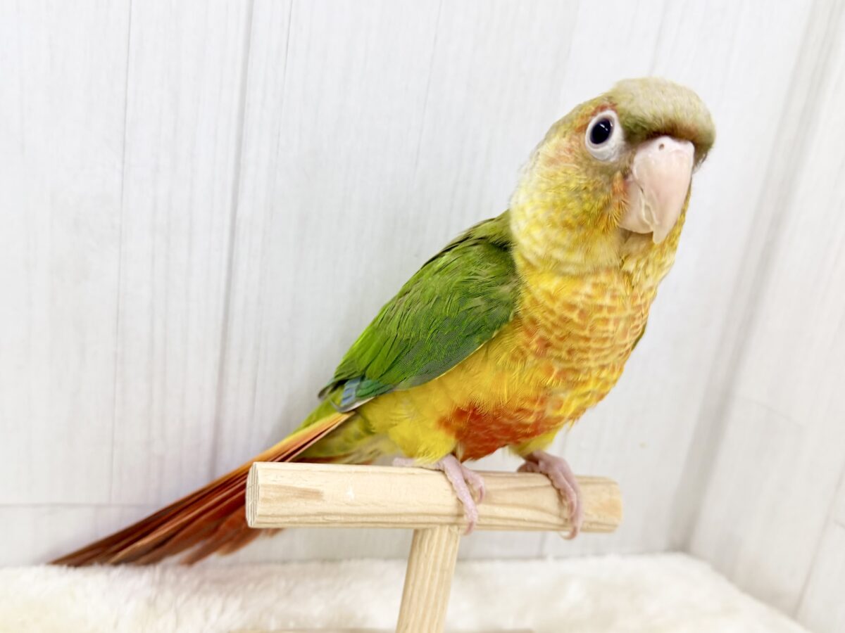 1人遊びだって上手に出来ちゃうんだよ~( *¯ ꒳¯*)エッヘンウロコインコのパイナップル🍍❤️ ホオミドリウロコインコ