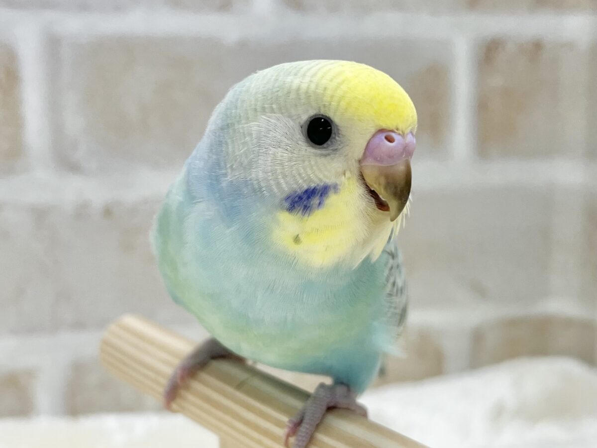 【🆙最新画像あり‼️】甘えん坊ちゃん😍💕 セキセイインコ(パステルレインボー) セキセイインコ