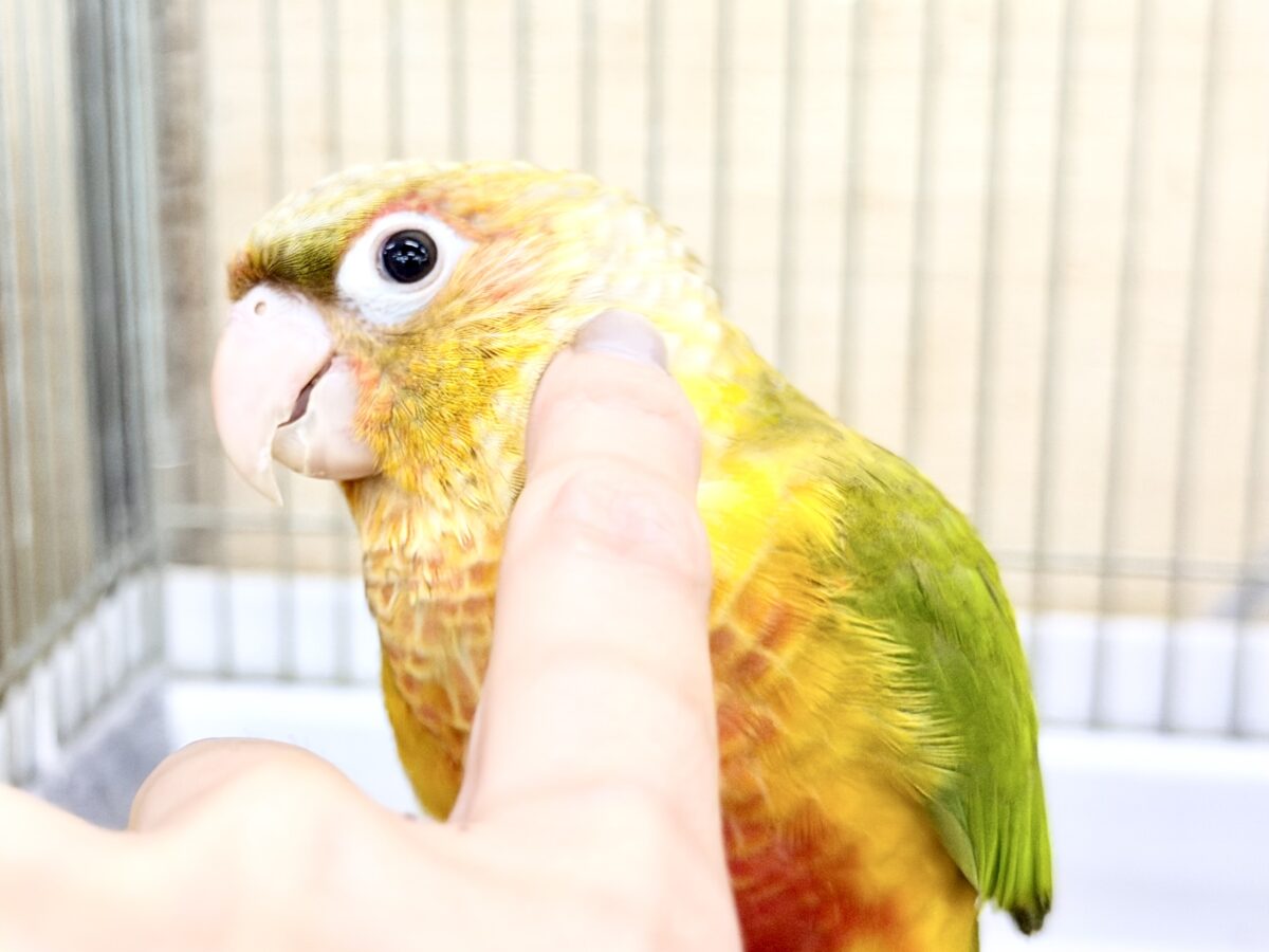 1人遊びだって上手に出来ちゃうんだよ~( *¯ ꒳¯*)エッヘンウロコインコのパイナップル🍍❤️ ホオミドリウロコインコ