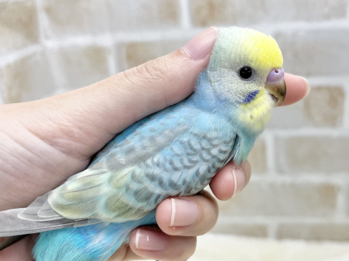 【🆙最新画像あり‼️】甘えん坊ちゃん😍💕 セキセイインコ(パステルレインボー) セキセイインコ