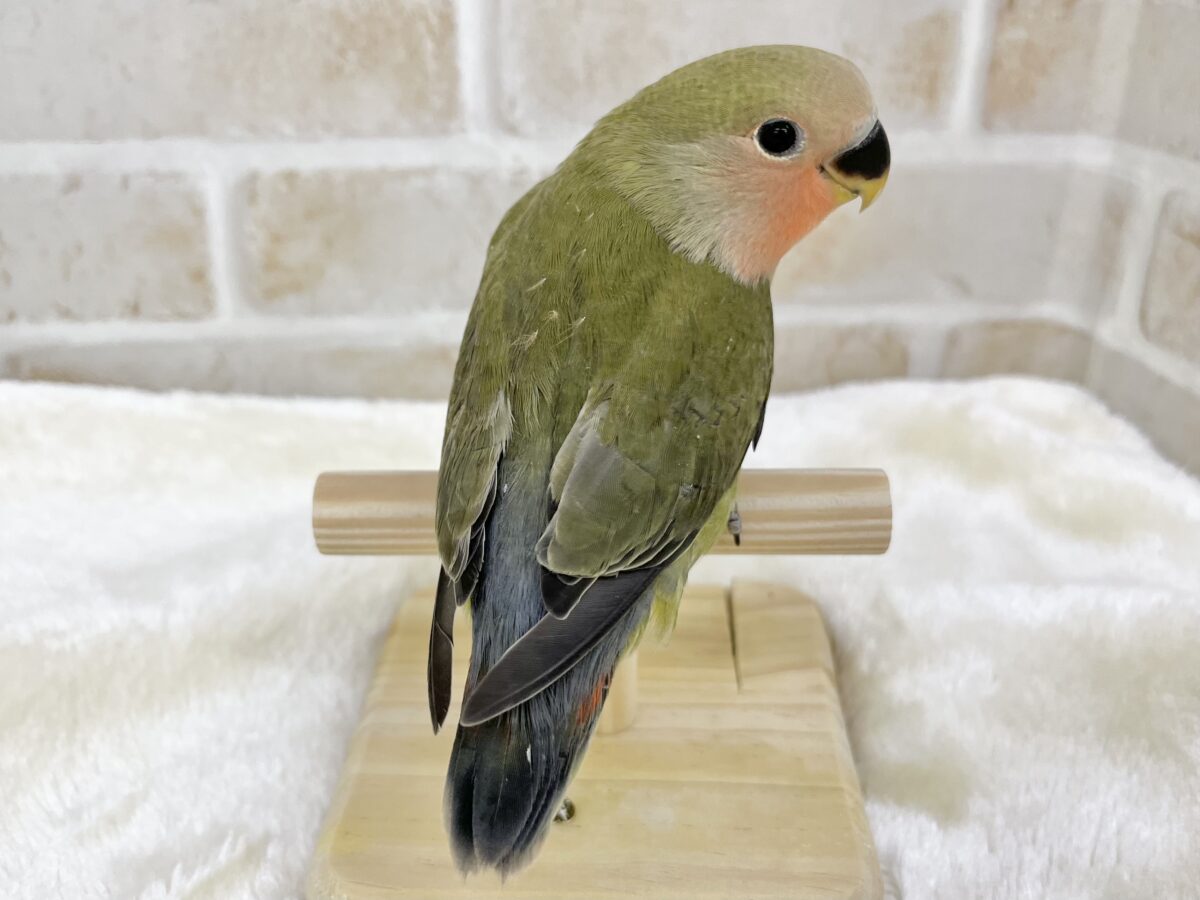 渋いオシャレカラー🫒🌱 コザクラインコ(オリーブ) コザクラインコ(小桜インコ)