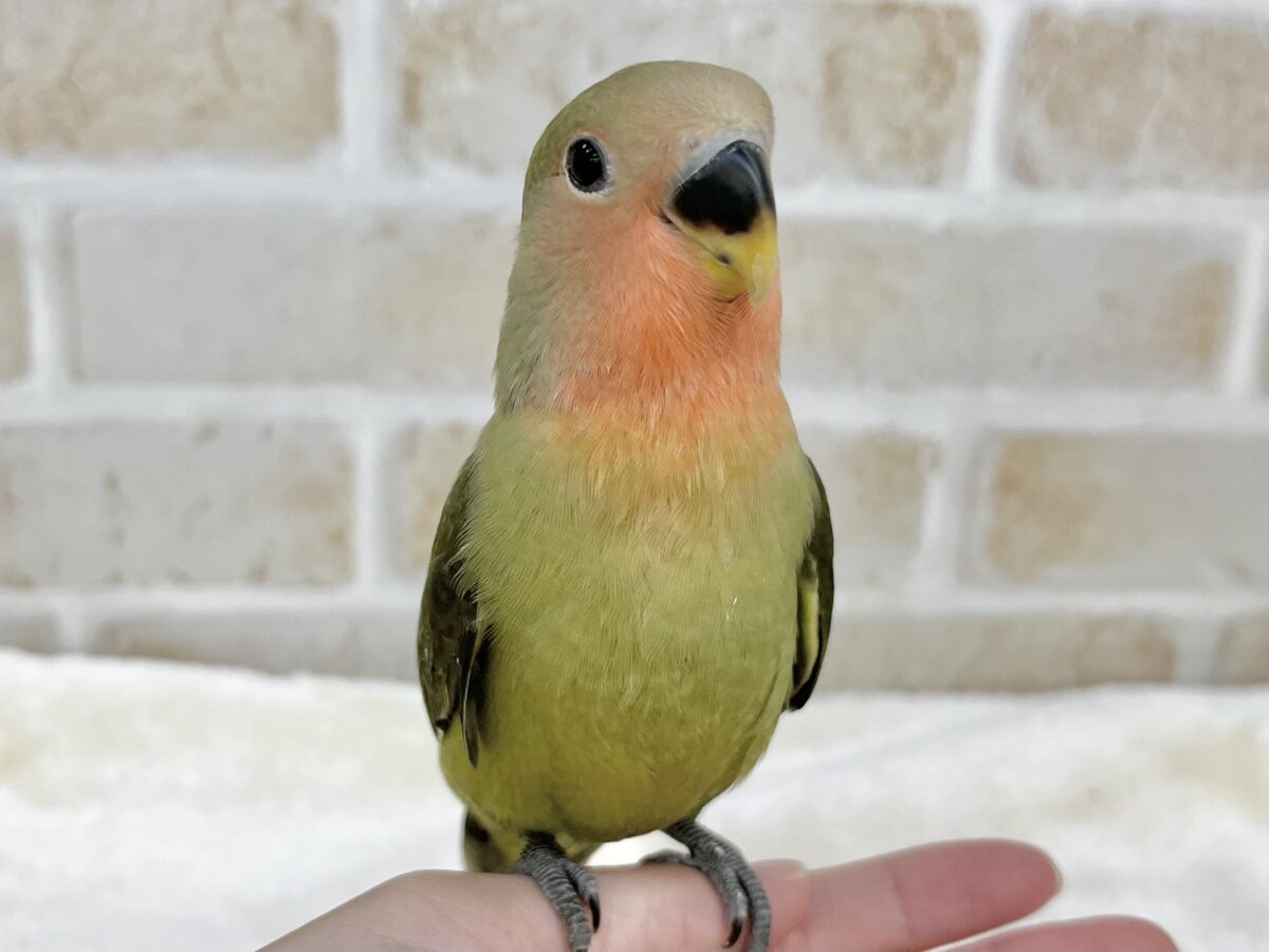 渋いオシャレカラー🫒🌱 コザクラインコ(オリーブ) コザクラインコ(小桜インコ)