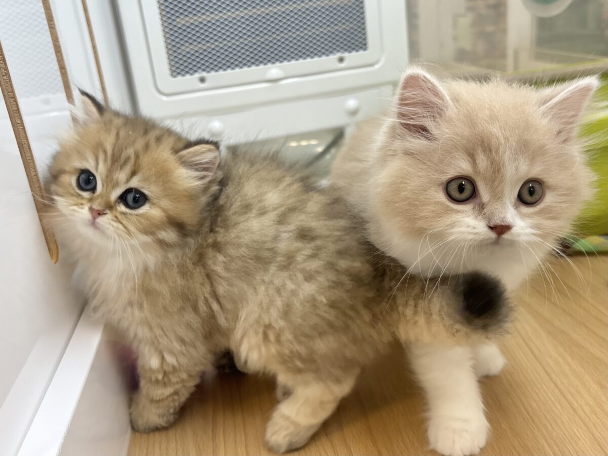 甘え方がとんでもない!?スコティッシュフォールドくん! スコティッシュフォールド