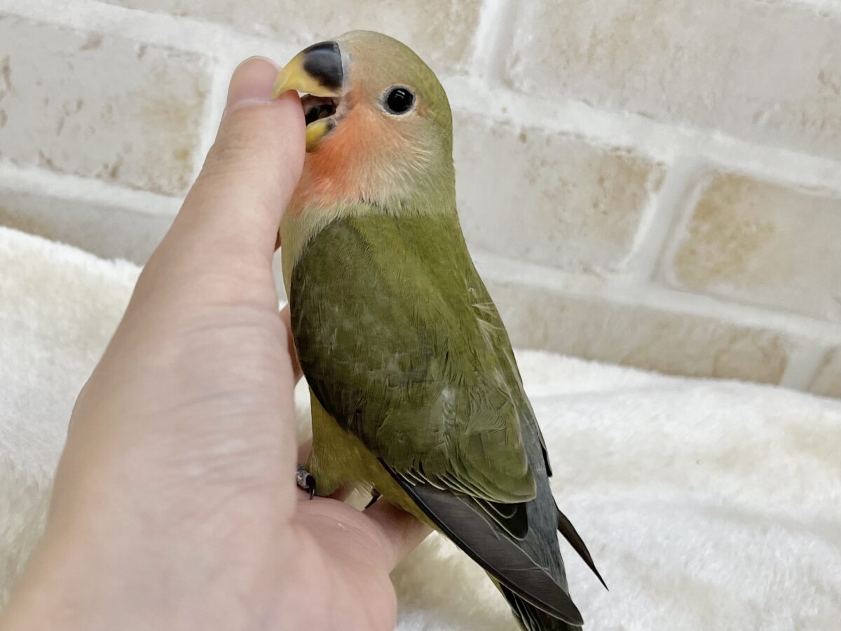 渋いオシャレカラー🫒🌱 コザクラインコ(オリーブ) コザクラインコ(小桜インコ)