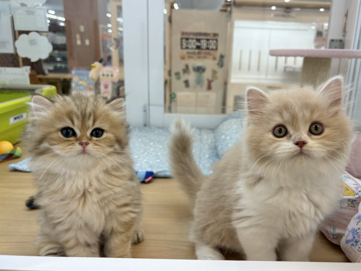 超ホヤホヤ最新画像✨ピピッー!その可愛さアウト!ブリティッシュロングヘアーくん! ブリティッシュショートヘア
