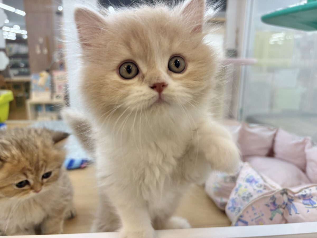 甘え方がとんでもない!?スコティッシュフォールドくん! スコティッシュフォールド