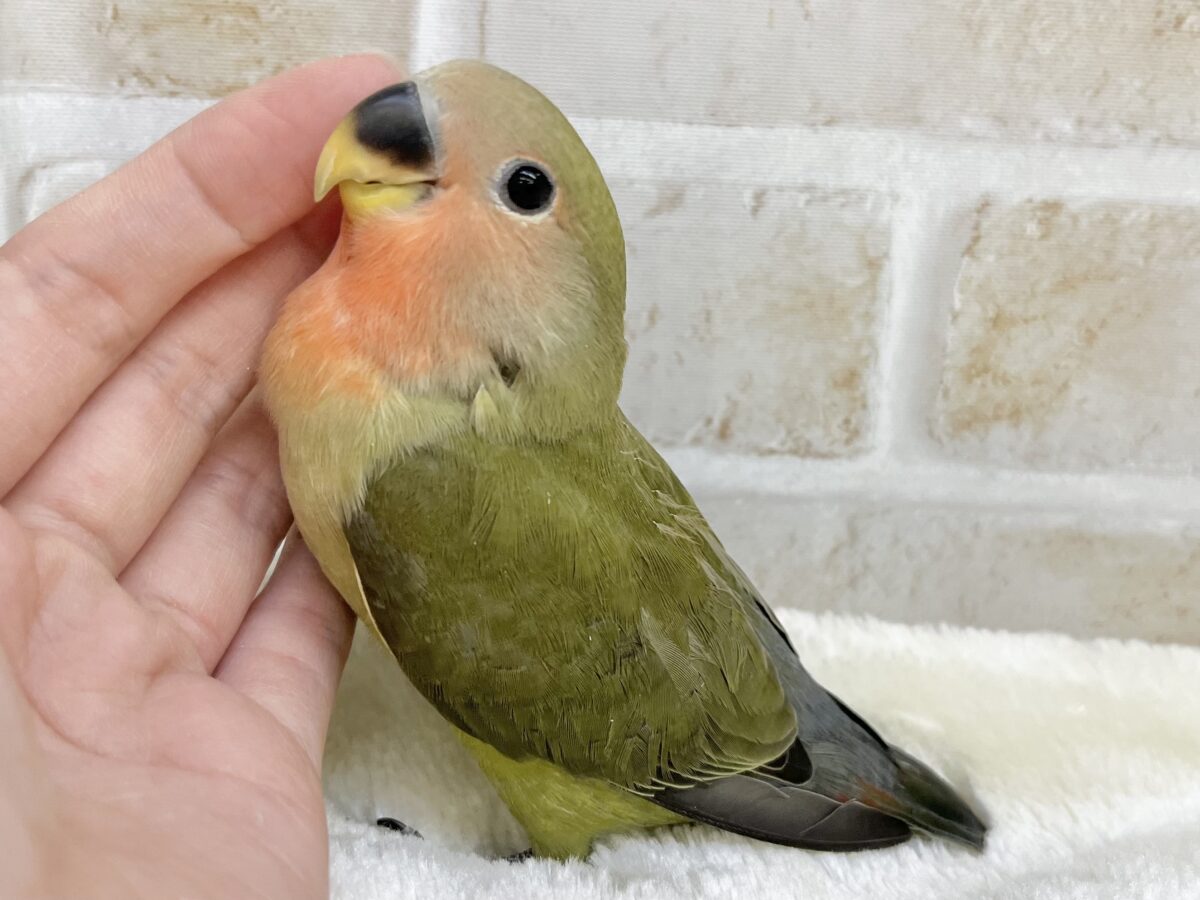 渋いオシャレカラー🫒🌱 コザクラインコ(オリーブ) コザクラインコ(小桜インコ)