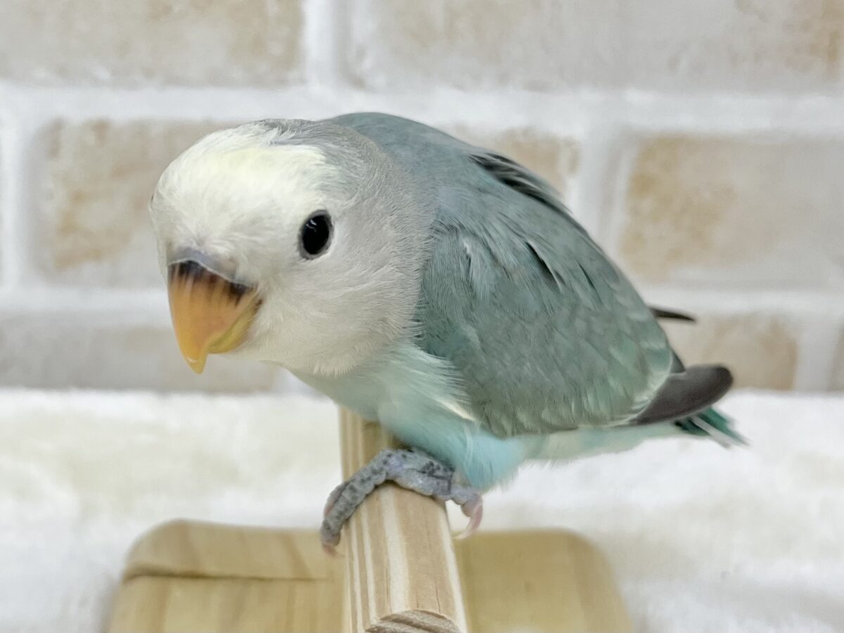 個性が出るカラーです😄✨ コザクラインコ(ブルーチェリーパイド) コザクラインコ(小桜インコ)