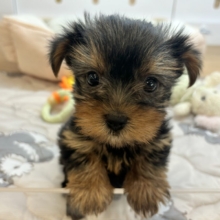 あざとさ要注意♥ヨークシャテリアちゃん！