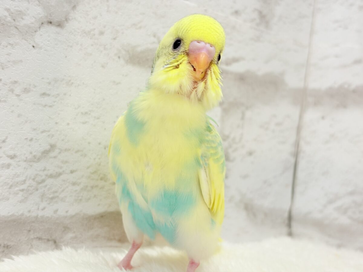 【最新画像更新🪄】お花みたいな模様がチャームポイント🐣🌼セキセイインコ(パステルカラーレインボーパイド) ヒナ セキセイインコ