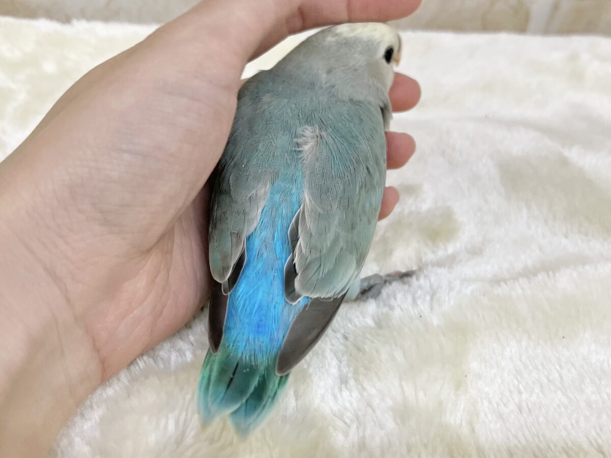 個性が出るカラーです😄✨ コザクラインコ(ブルーチェリーパイド) コザクラインコ(小桜インコ)