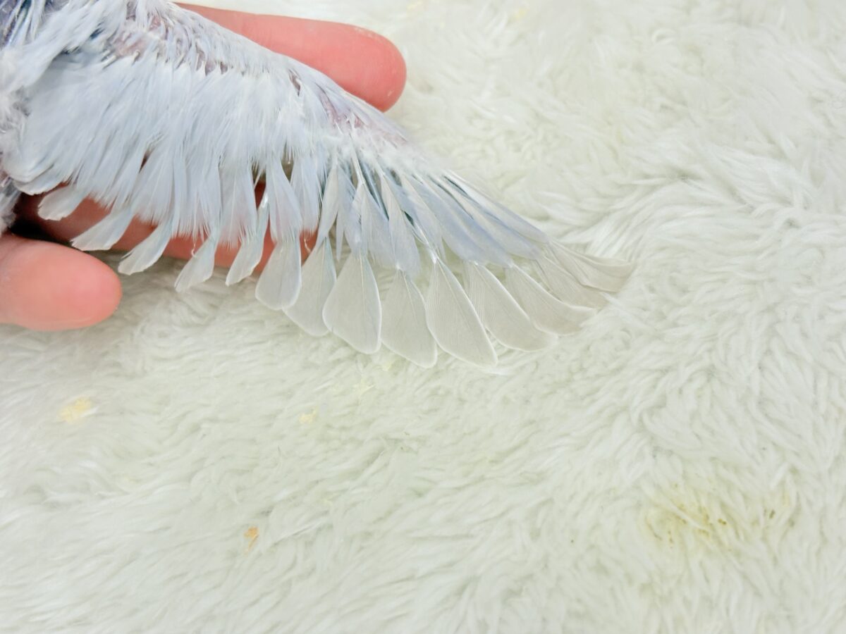 淡パープル🪻高嶺の魅力たっぷり🐣🫧コザクラ インコ(ダイリュートバイオレットシナモンオパーリン) ヒナ コザクラインコ(小桜インコ)