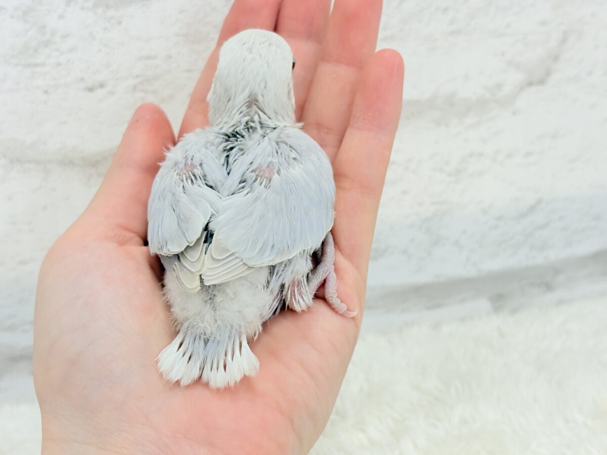淡パープル🪻高嶺の魅力たっぷり🐣🫧コザクラ インコ(ダイリュートバイオレットシナモンオパーリン) ヒナ コザクラインコ(小桜インコ)