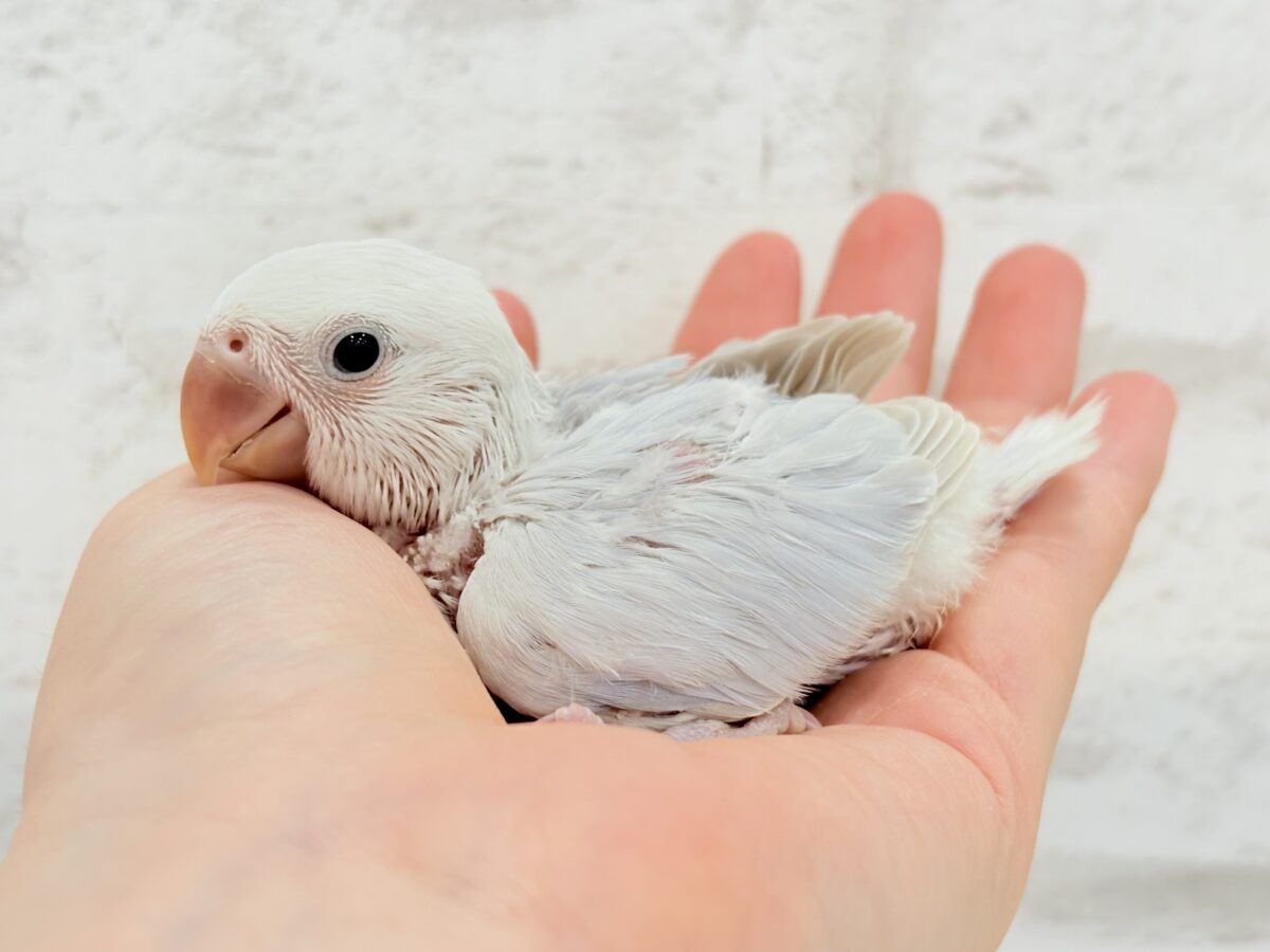 淡パープル🪻高嶺の魅力たっぷり🐣🫧コザクラ インコ(ダイリュートバイオレットシナモンオパーリン) ヒナ コザクラインコ(小桜インコ)