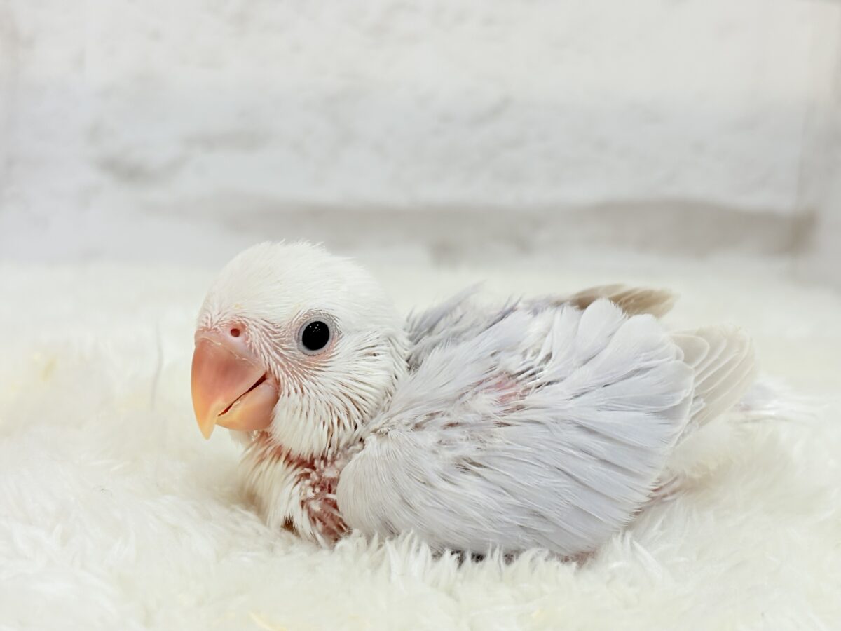 淡パープル🪻高嶺の魅力たっぷり🐣🫧コザクラ インコ(ダイリュートバイオレットシナモンオパーリン) ヒナ コザクラインコ(小桜インコ)