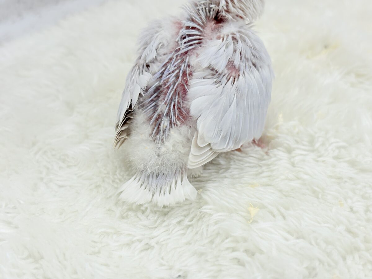 淡パープル🪻高嶺の魅力たっぷり🐣🫧コザクラ インコ(ダイリュートバイオレットシナモンオパーリン) ヒナ コザクラインコ(小桜インコ)