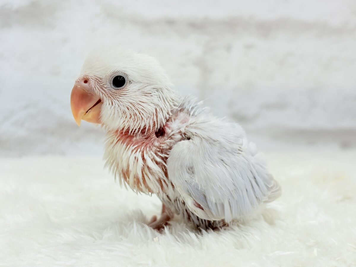 淡パープル🪻高嶺の魅力たっぷり🐣🫧コザクラ インコ(ダイリュートバイオレットシナモンオパーリン) ヒナ コザクラインコ(小桜インコ)