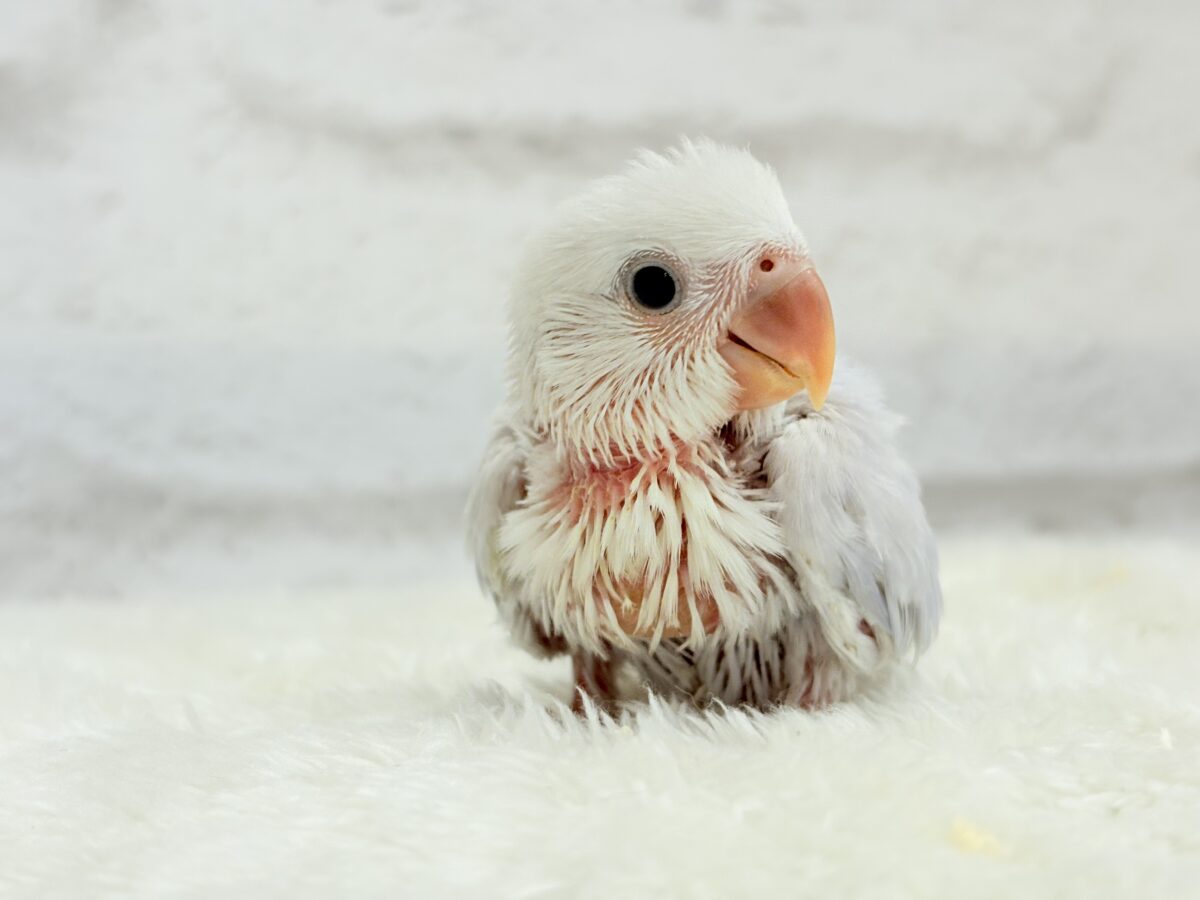 淡パープル🪻高嶺の魅力たっぷり🐣🫧コザクラ インコ(ダイリュートバイオレットシナモンオパーリン) ヒナ コザクラインコ(小桜インコ)