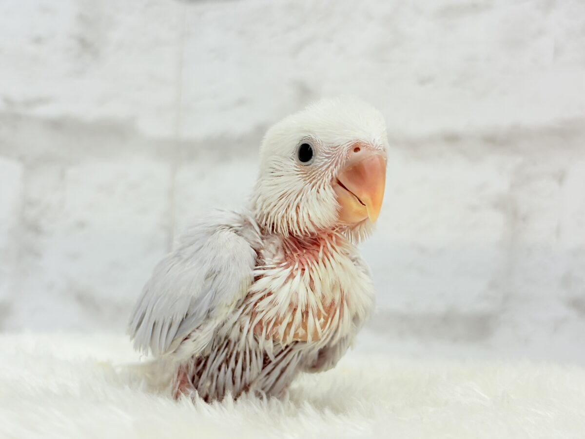 淡パープル🪻高嶺の魅力たっぷり🐣🫧コザクラ インコ(ダイリュートバイオレットシナモンオパーリン) ヒナ コザクラインコ(小桜インコ)