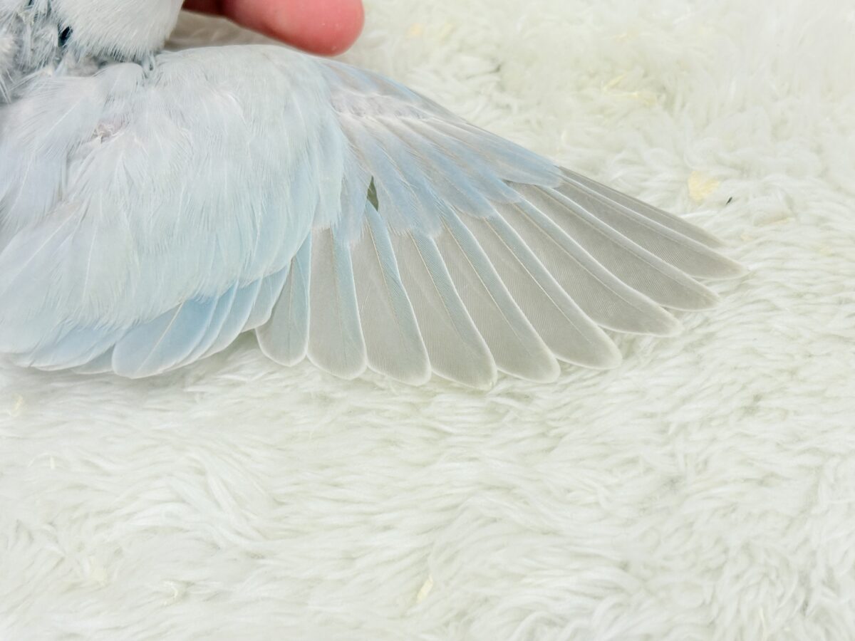 透明感たっぷり爽やかブルー🐣🩵🫧コザクラインコ(パリドブルーバイオレットシナモン) ヒナ コザクラインコ(小桜インコ)
