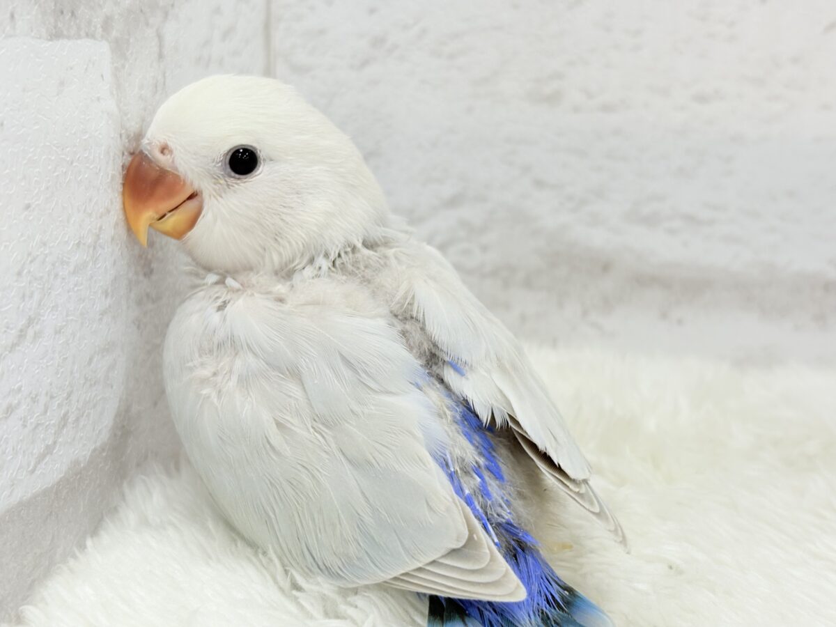 透明感たっぷり爽やかブルー🐣🩵🫧コザクラインコ(パリドブルーバイオレットシナモン) ヒナ コザクラインコ(小桜インコ)