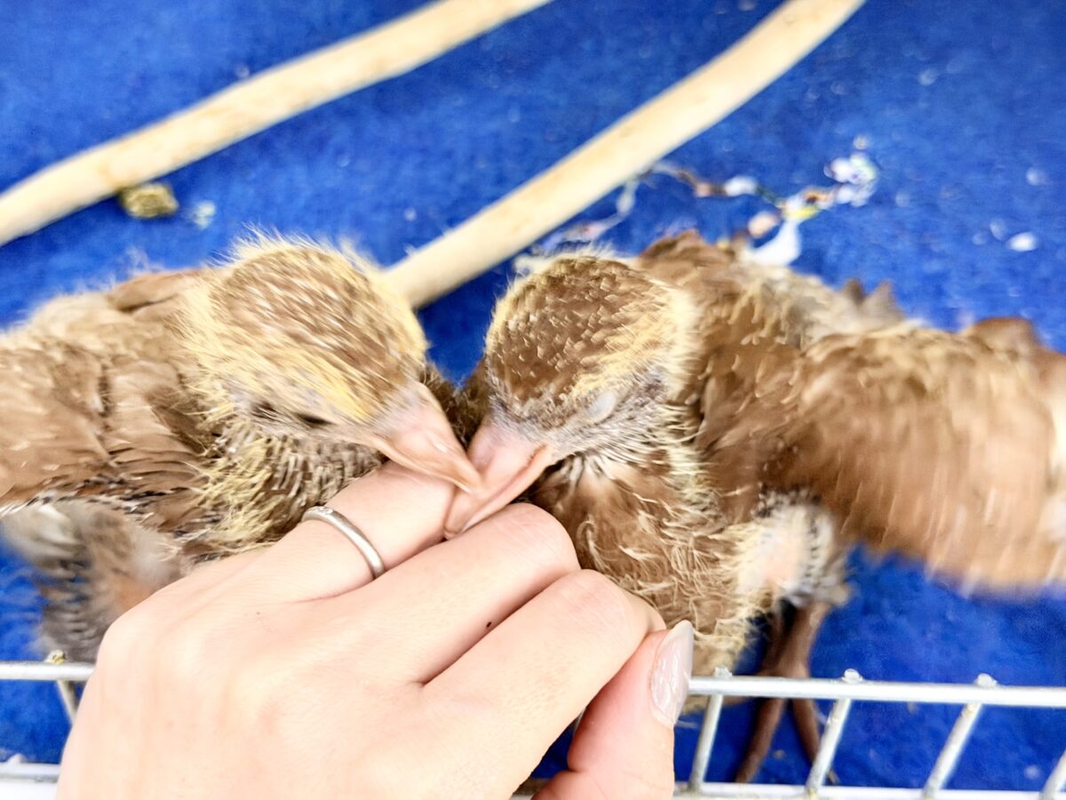 クジャクバト
