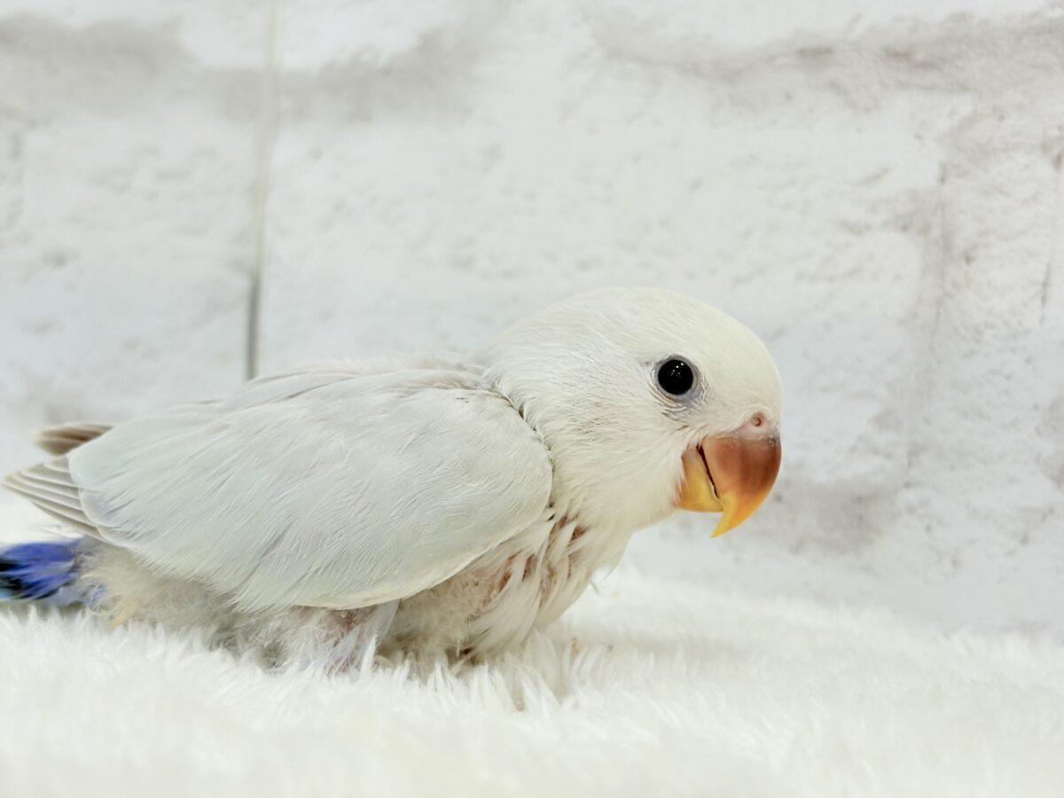 透明感たっぷり爽やかブルー🐣🩵🫧コザクラインコ(パリドブルーバイオレットシナモン) ヒナ コザクラインコ(小桜インコ)