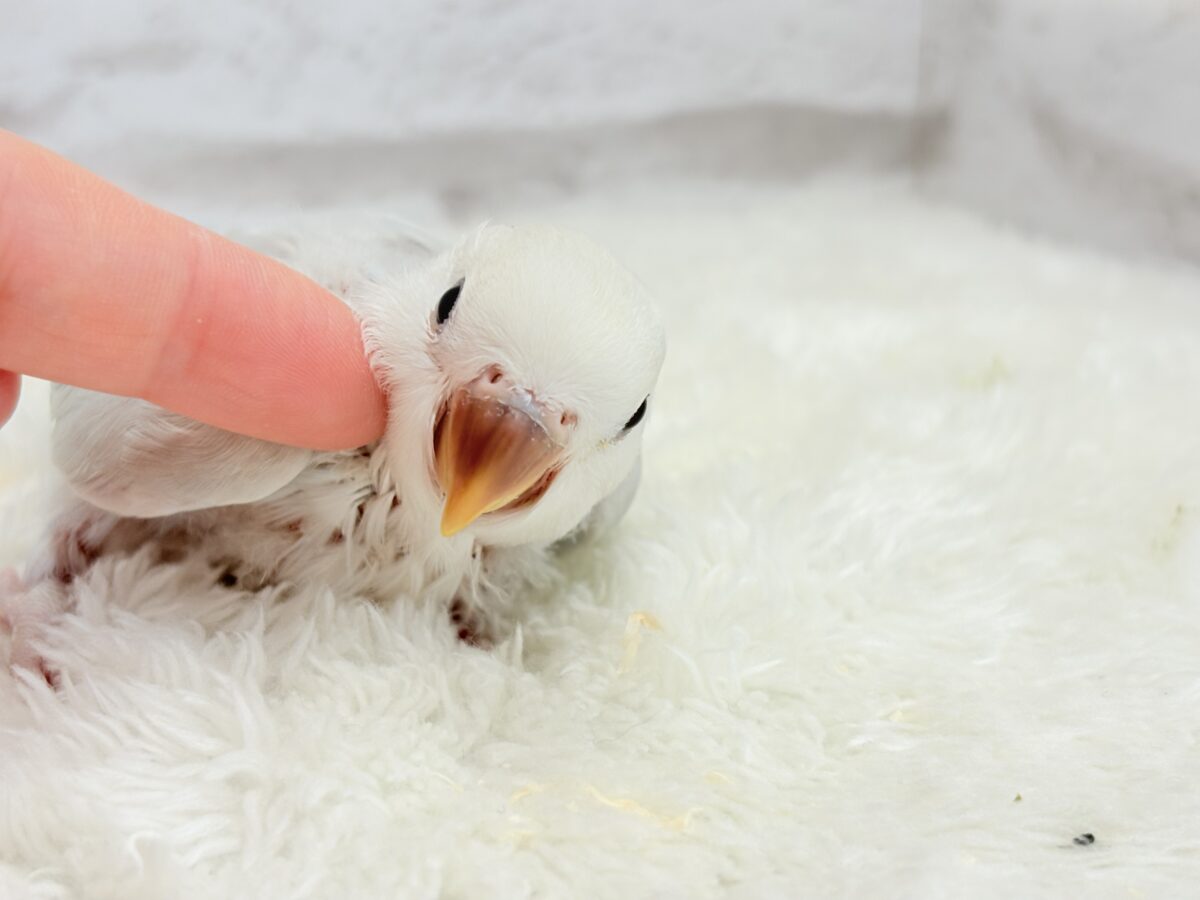 透明感たっぷり爽やかブルー🐣🩵🫧コザクラインコ(パリドブルーバイオレットシナモン) ヒナ コザクラインコ(小桜インコ)