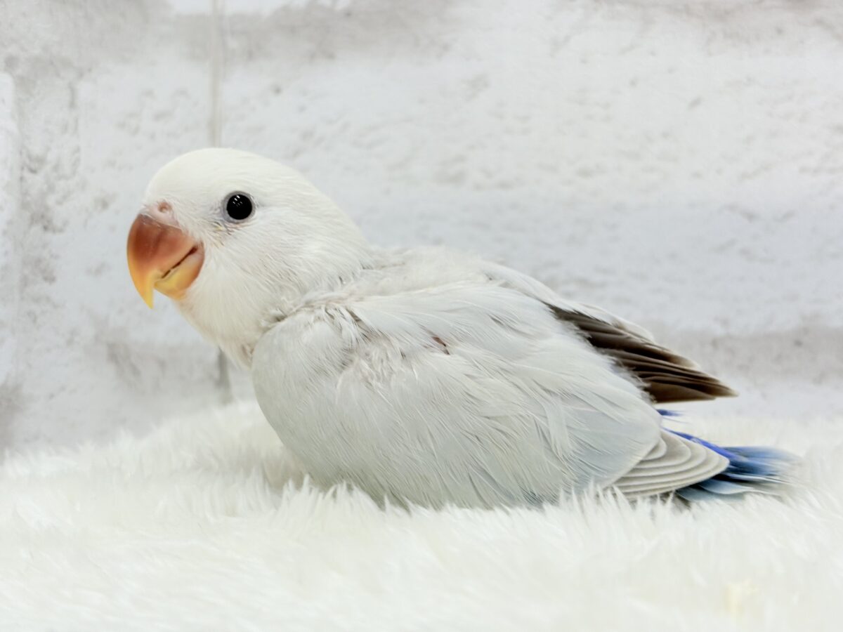 透明感たっぷり爽やかブルー🐣🩵🫧コザクラインコ(パリドブルーバイオレットシナモン) ヒナ コザクラインコ(小桜インコ)