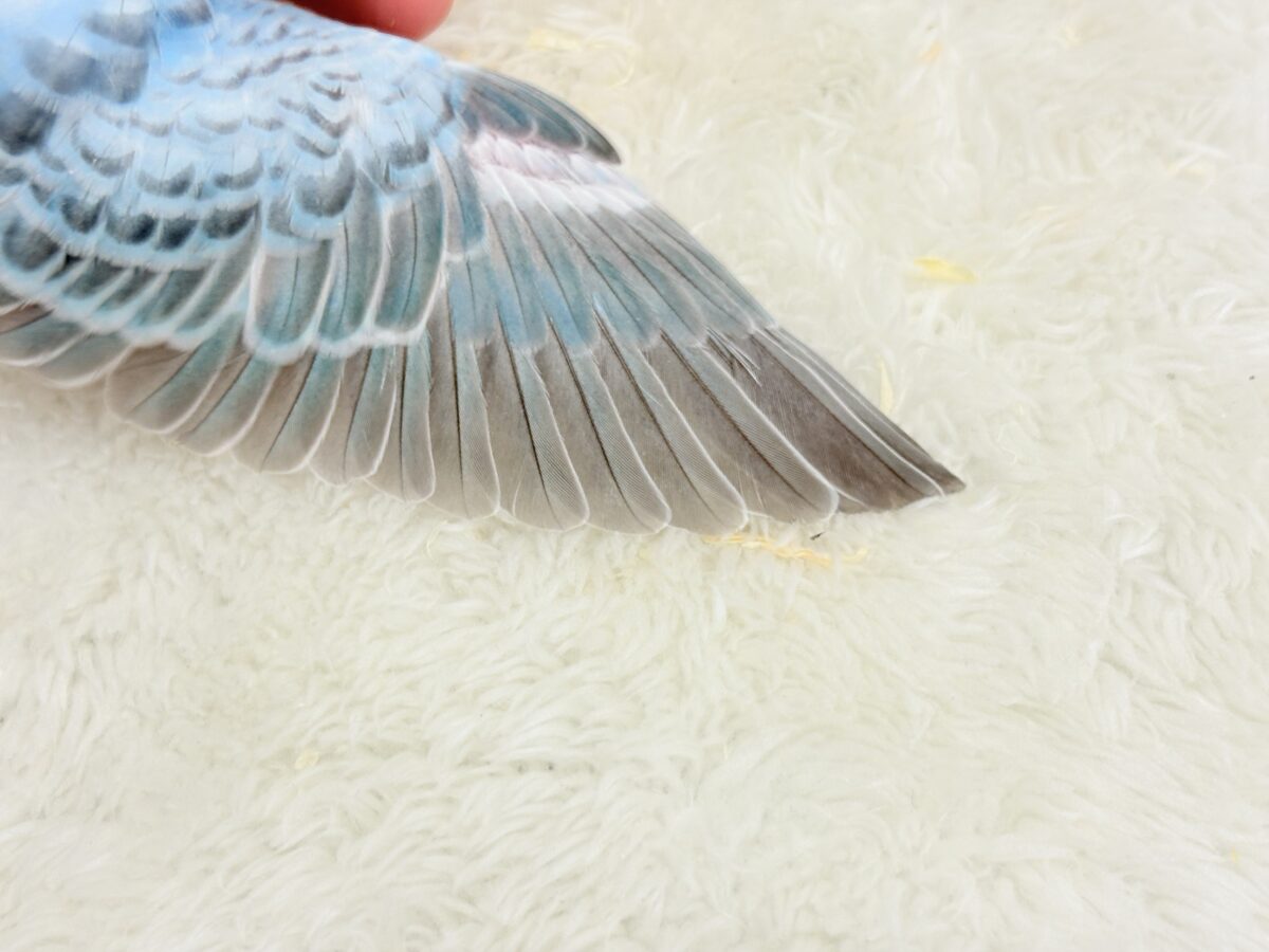【最新画像更新🪄】くりっときらっとおめめに注目🐣🫧セキセイインコ(オパーリン) ヒナ セキセイインコ