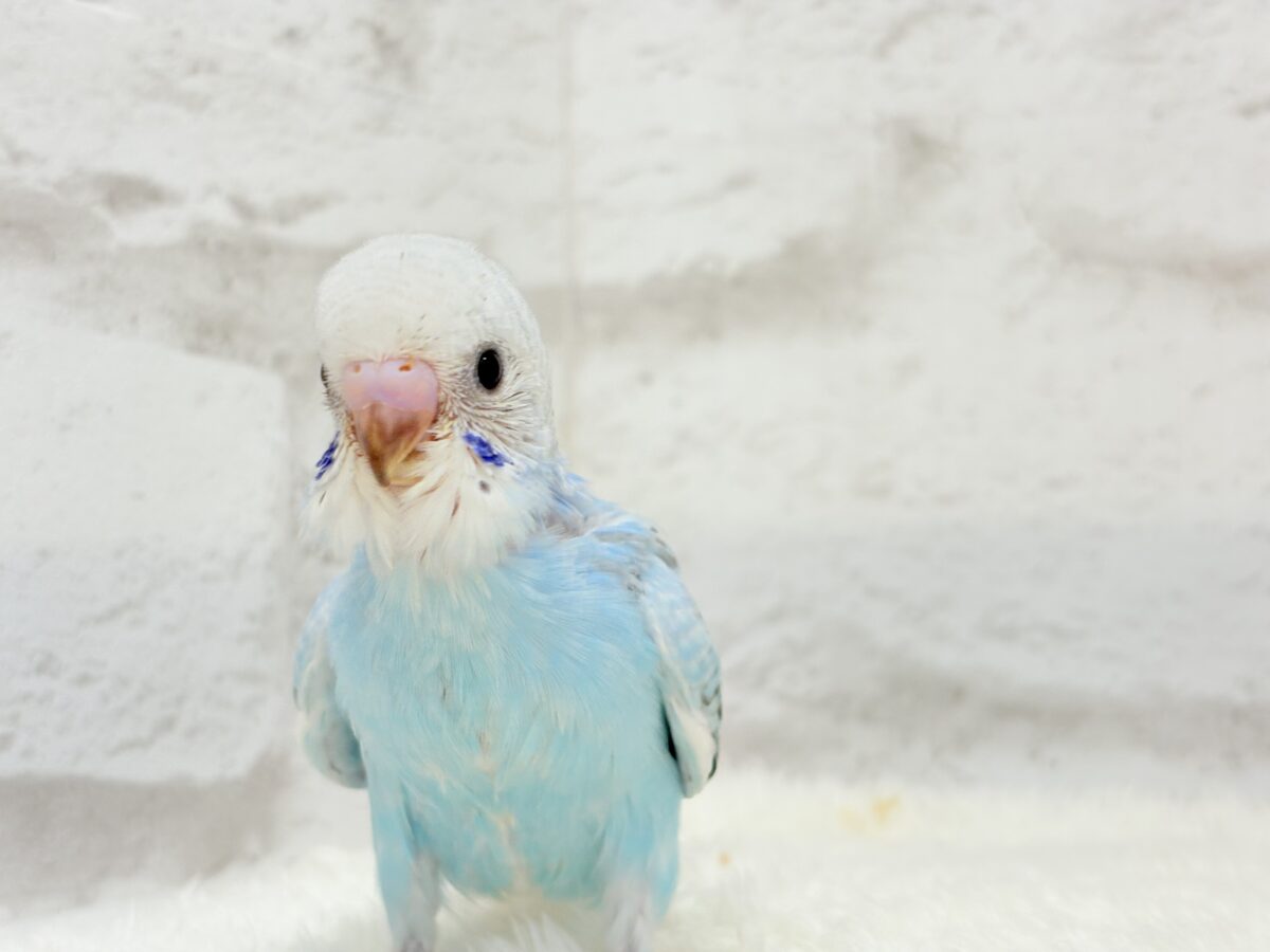 【最新画像更新🪄】くりっときらっとおめめに注目🐣🫧セキセイインコ(オパーリン) ヒナ セキセイインコ