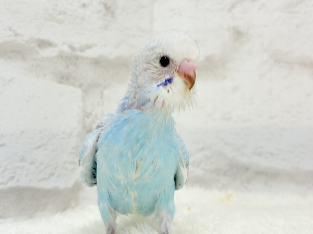 【最新画像更新🪄】くりっときらっとおめめに注目🐣🫧セキセイインコ(オパーリン) ヒナ セキセイインコ