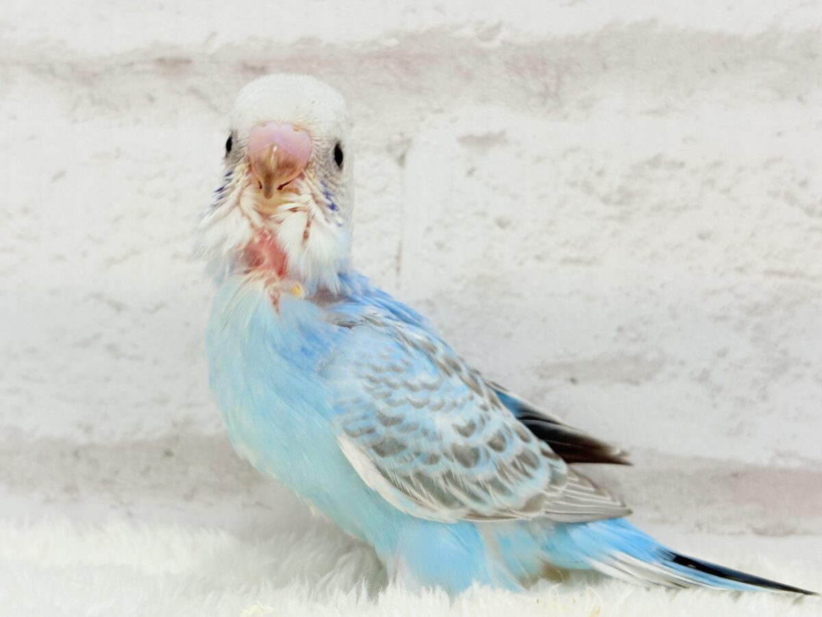 【最新画像更新🪄】くりっときらっとおめめに注目🐣🫧セキセイインコ(オパーリン) ヒナ セキセイインコ