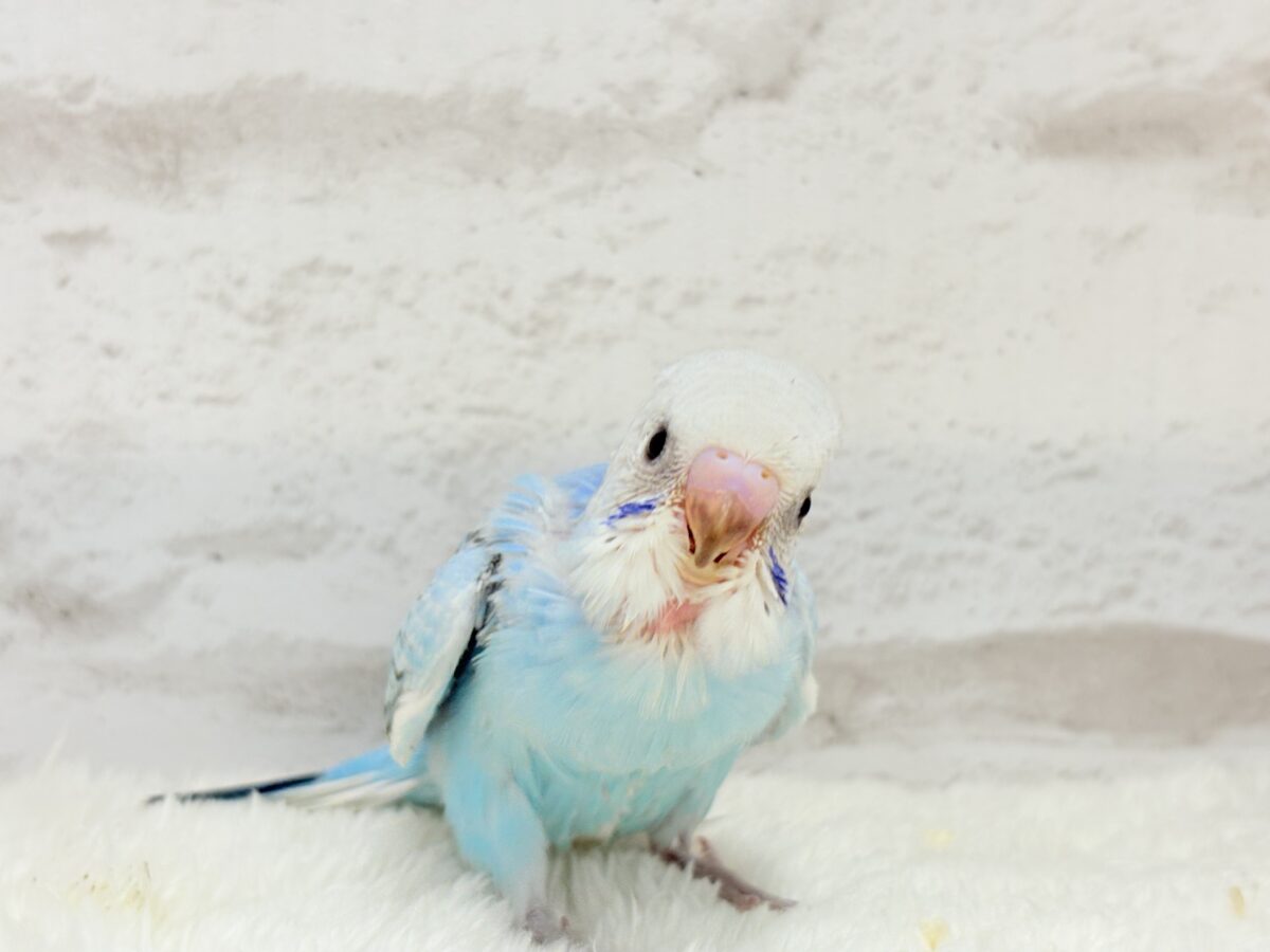 【最新画像更新🪄】くりっときらっとおめめに注目🐣🫧セキセイインコ(オパーリン) ヒナ セキセイインコ