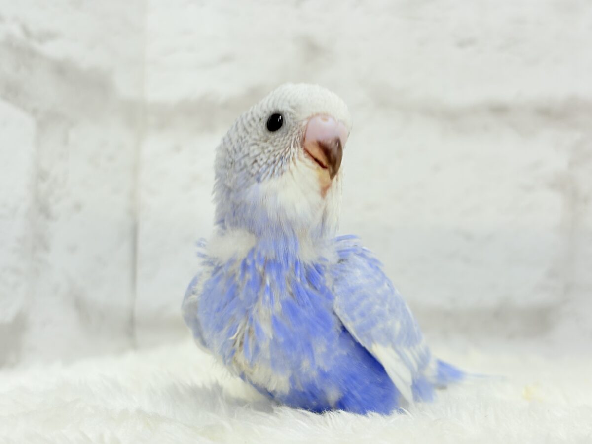 【動画更新🪄ひとり餌になりました☆】”愛嬌”って言葉がピッタリかも🐣💖セキセイインコ(スパングル) ヒナ セキセイインコ