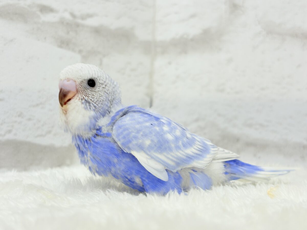 【動画更新🪄ひとり餌になりました☆】”愛嬌”って言葉がピッタリかも🐣💖セキセイインコ(スパングル) ヒナ セキセイインコ
