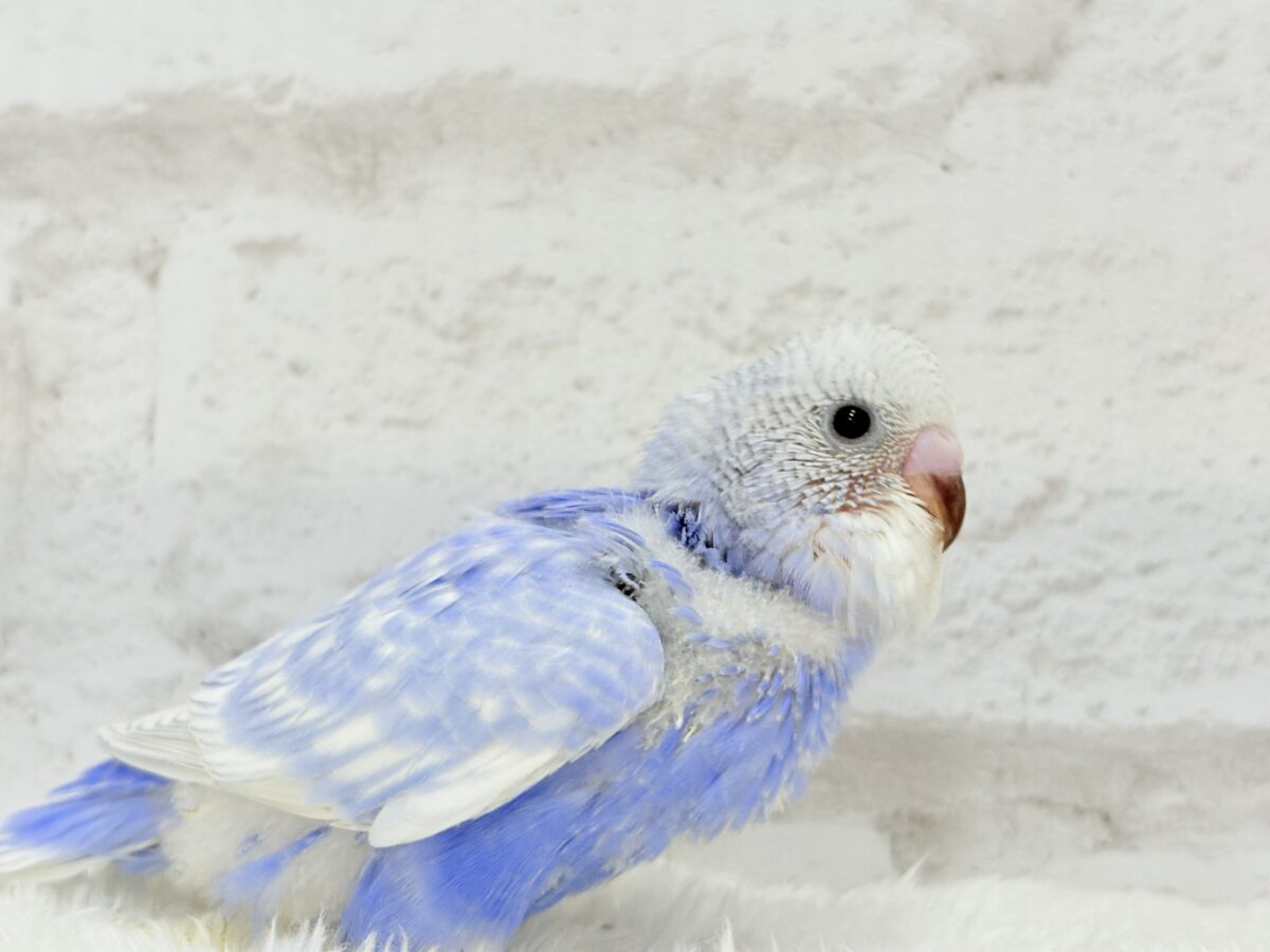 【動画更新🪄ひとり餌になりました☆】”愛嬌”って言葉がピッタリかも🐣💖セキセイインコ(スパングル) ヒナ セキセイインコ