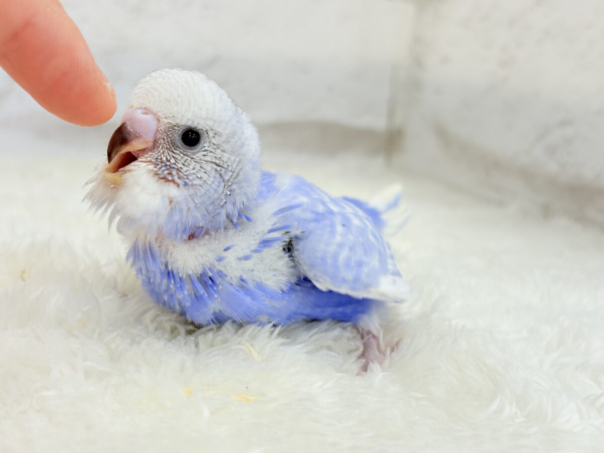 【動画更新🪄ひとり餌になりました☆】”愛嬌”って言葉がピッタリかも🐣💖セキセイインコ(スパングル) ヒナ セキセイインコ