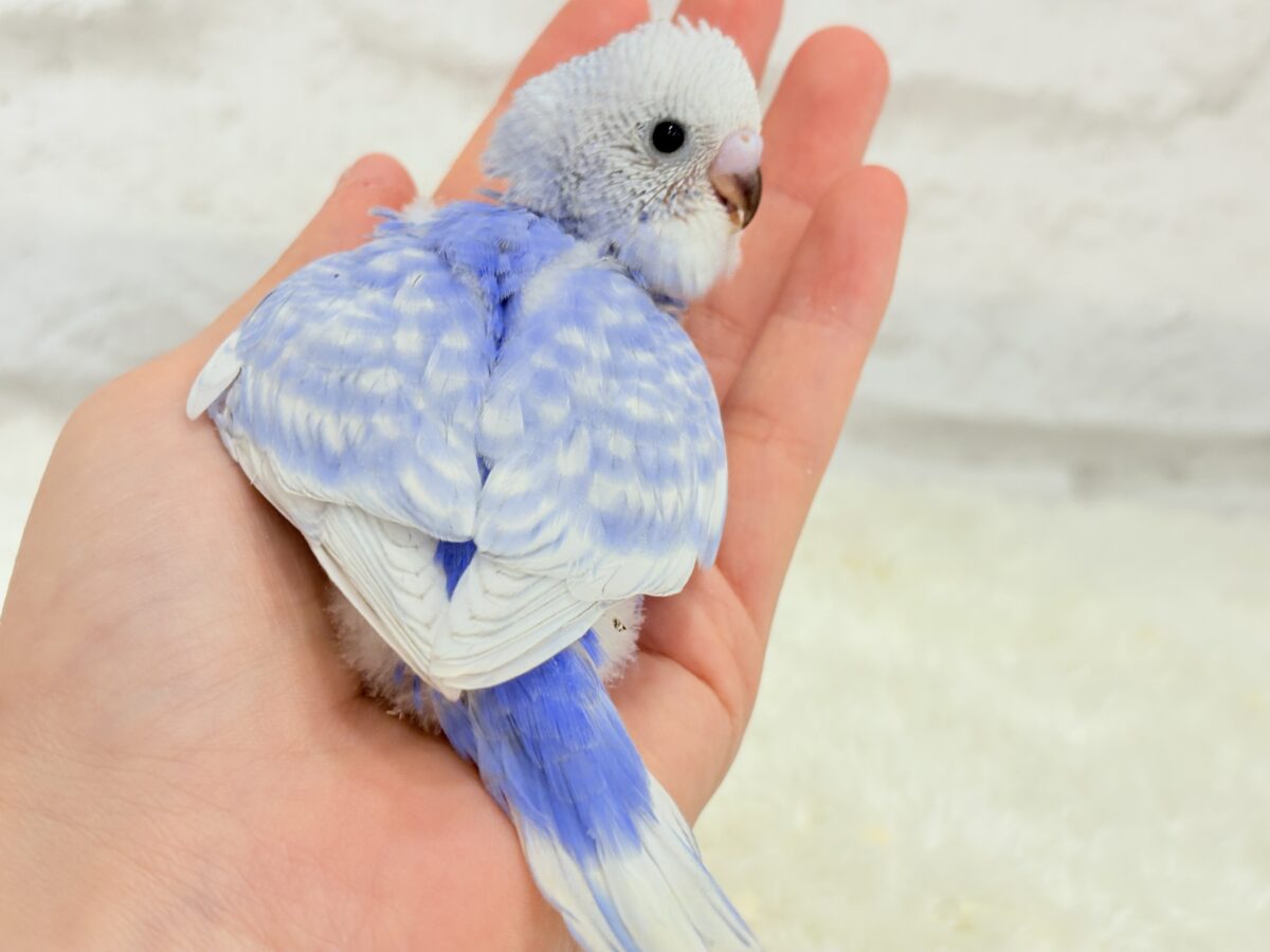 【動画更新🪄ひとり餌になりました☆】”愛嬌”って言葉がピッタリかも🐣💖セキセイインコ(スパングル) ヒナ セキセイインコ