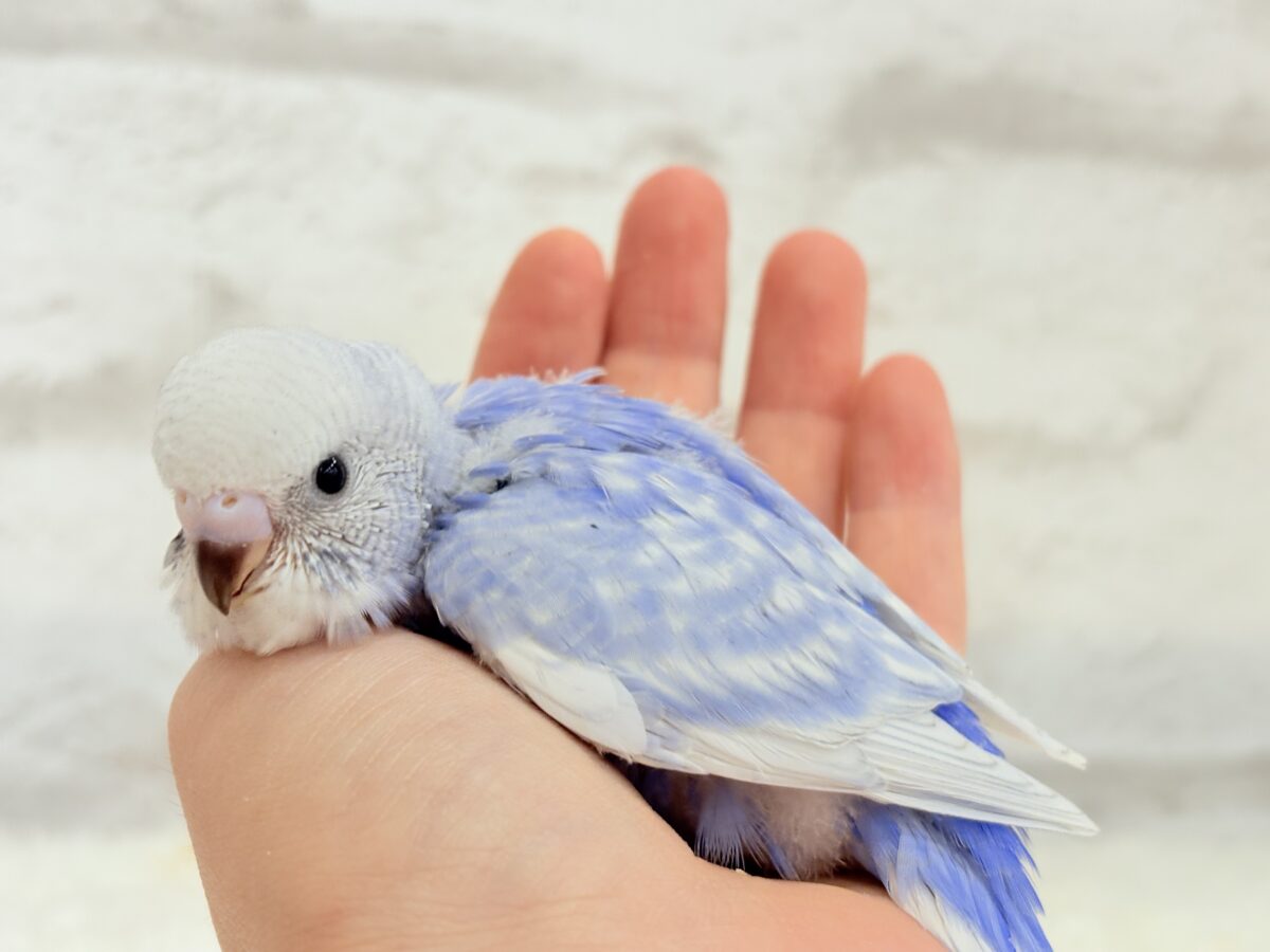 【動画更新🪄ひとり餌になりました☆】”愛嬌”って言葉がピッタリかも🐣💖セキセイインコ(スパングル) ヒナ セキセイインコ