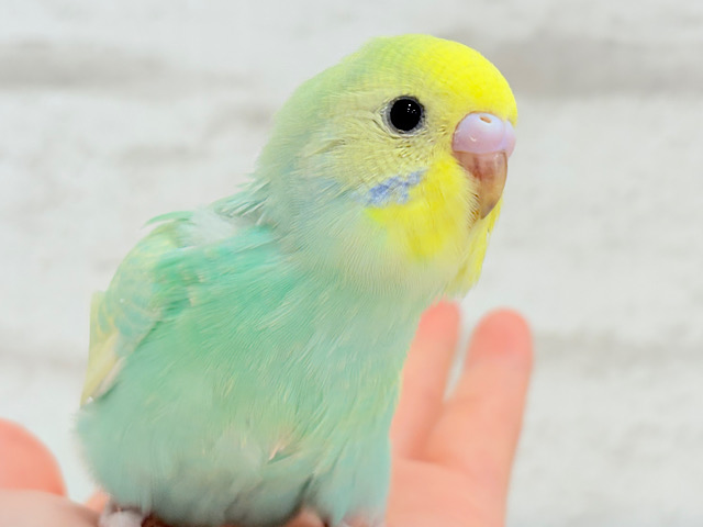 【最新画像更新🪄】ポップなメロンソーダちゃん🐣🍈セキセイインコ(パステルカラーレインボー) ヒナ