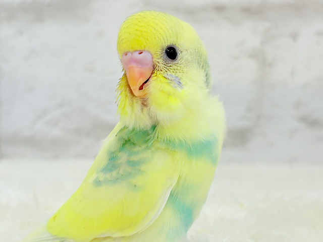 【最新画像更新🪄】お花みたいな模様がチャームポイント🐣🌼セキセイインコ(パステルカラーレインボーパイド) ヒナ