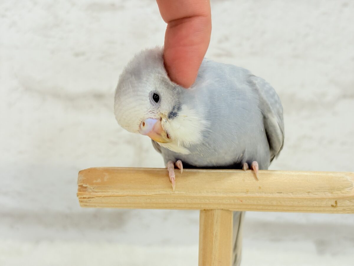 【最新画像更新🪄】ほわっ♡ふわっ♡わた毛に包まれた天使ちゃん🪅セキセイインコ(スパングル) ヒナ セキセイインコ