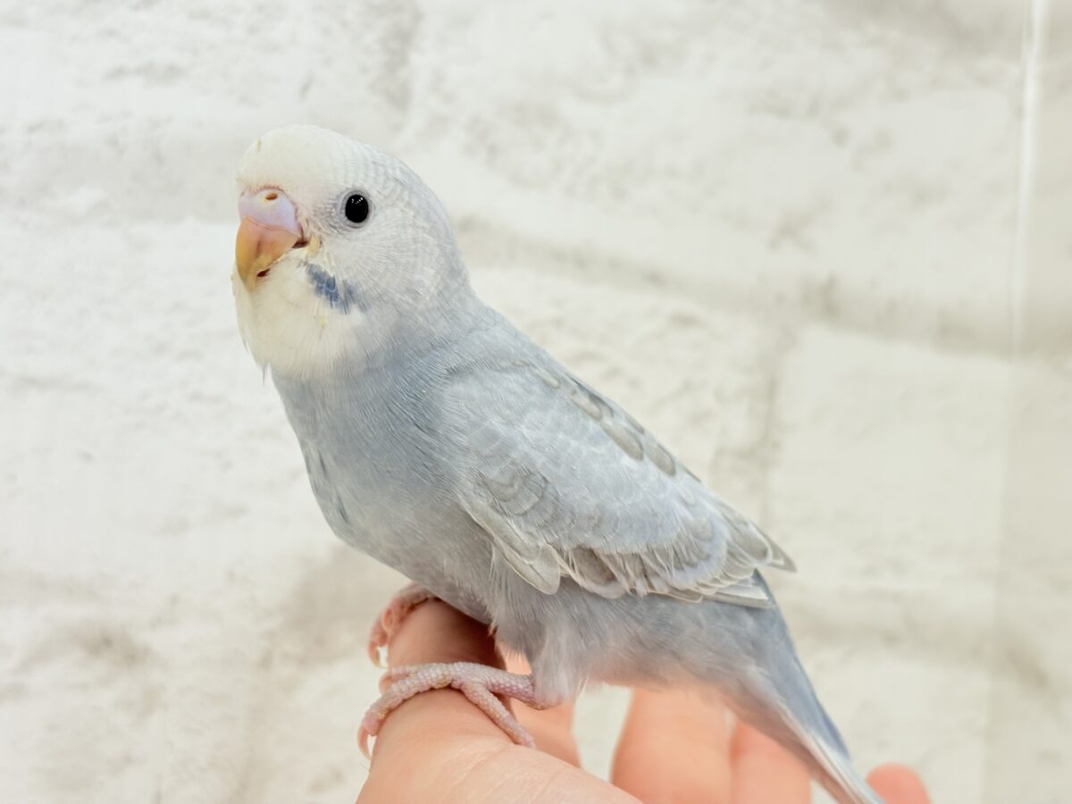 【最新画像更新🪄】ほわっ♡ふわっ♡わた毛に包まれた天使ちゃん🪅セキセイインコ(スパングル) ヒナ セキセイインコ