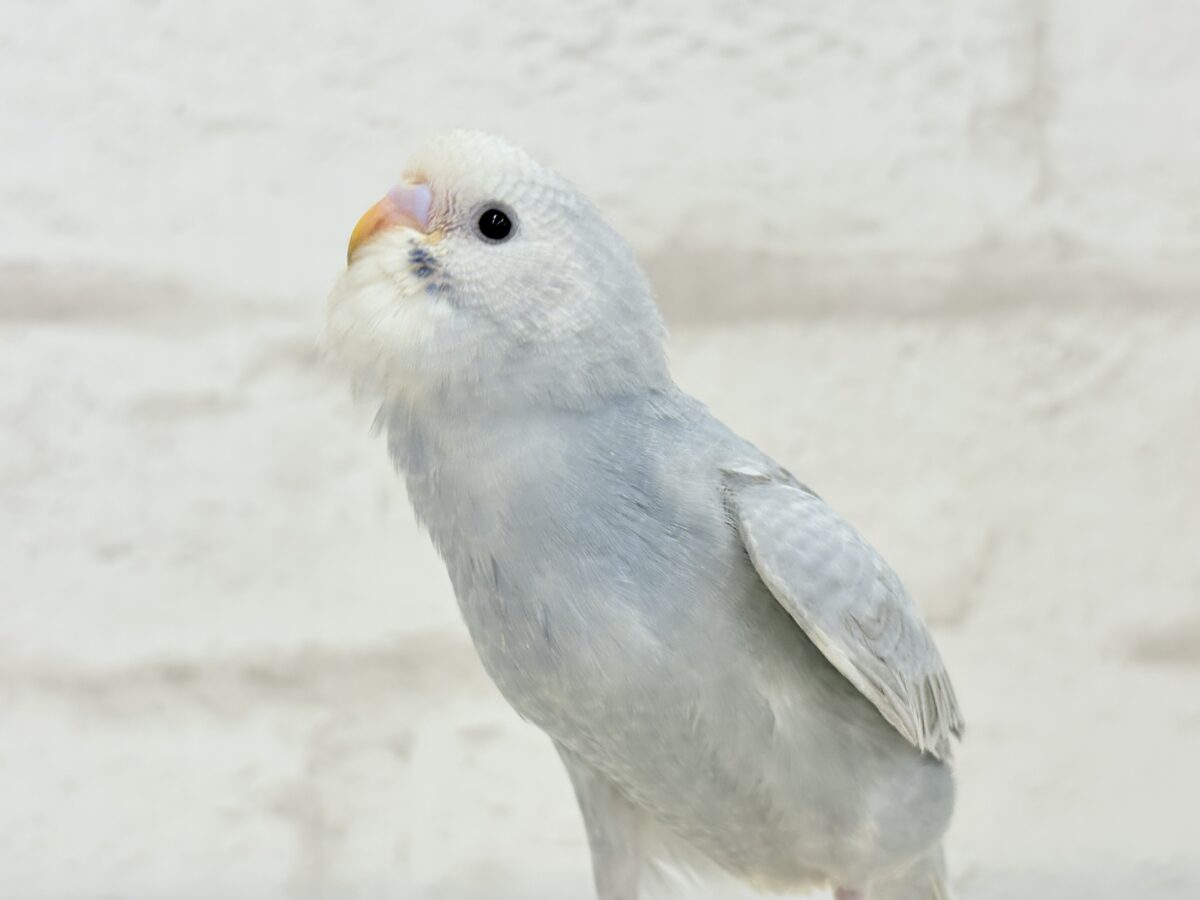 【最新画像更新🪄】ほわっ♡ふわっ♡わた毛に包まれた天使ちゃん🪅セキセイインコ(スパングル) ヒナ セキセイインコ