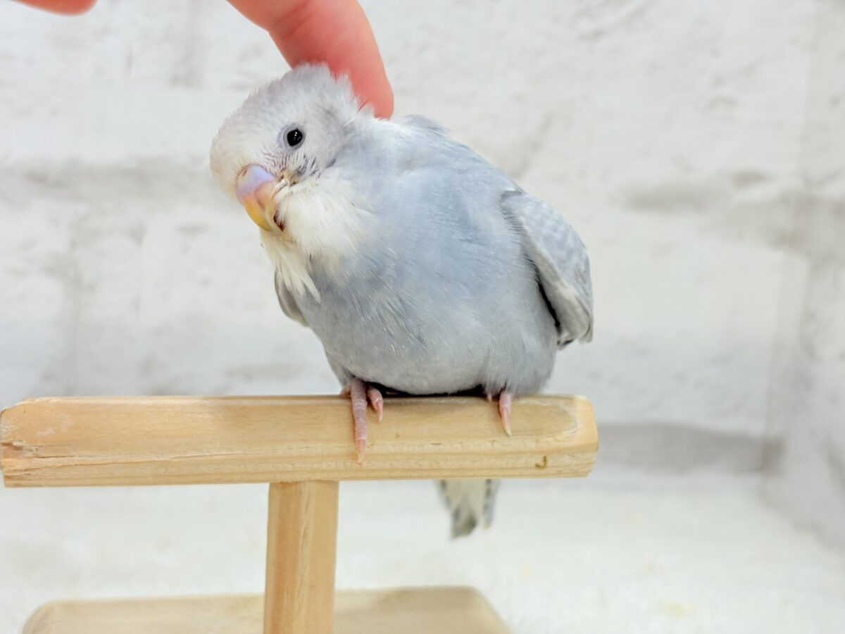 【最新画像更新🪄】ほわっ♡ふわっ♡わた毛に包まれた天使ちゃん🪅セキセイインコ(スパングル) ヒナ セキセイインコ